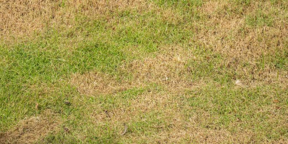 Засохший газон