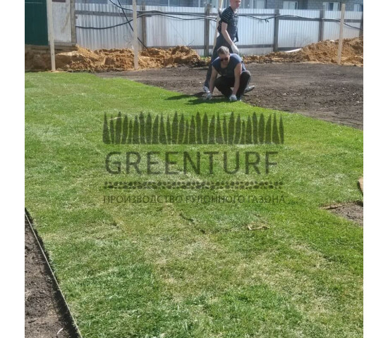 Озеленение придомовой территории - фото - 4